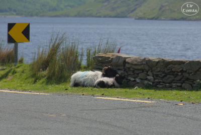 20250620-008-IRL2025-Doolough Valley-TirTomas.jpg