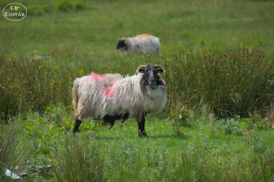 20250622-009-IRL2025-Connemara-TirTomas.jpg