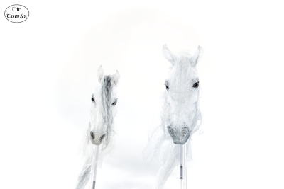 20250731-002-Windhorses-TirTomas.jpg