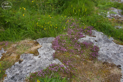 20250623-008-IRL2025-Poulnabrone Dolmen-TirTomas.jpg