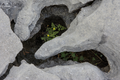 20250624-002-IRL2025-Murrooghtoohy-TirTomas.jpg