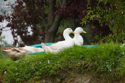 20250626-003-IRL2025-Lough Derg View Cottage-TirTomas.jpg