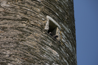 20250702-006-IRL2025-Glendalough-TirTomas.jpg
