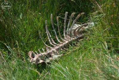 20250619-007-Achill-TirTomas.jpg