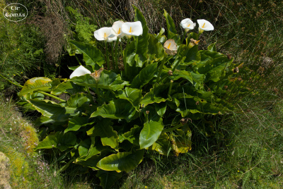20250619-008-Achill-TirTomas.jpg