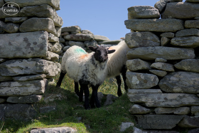 20250619-005-Achill-TirTomas.jpg